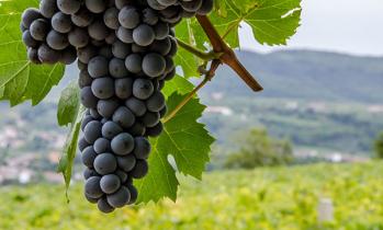 Qué son los vinos biodinámicos
