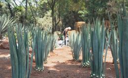 Recrean terroir de Tequila en el Jardín Botánico de Chapultepec